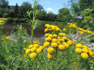 Parc lin&eacute;aire de la riviere st-Charles