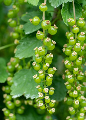 Green currants