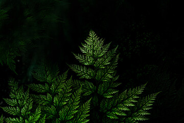 fern in darktone for background