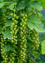 Green currants