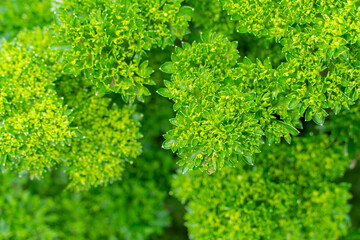 Parsley leaves
