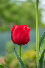 Lone red tulip flower in small garden.