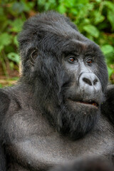 silverback wild mountain gorilla Virunga park Congo