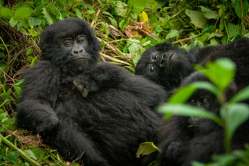 female wild mountain gorilla Virunga park Congo