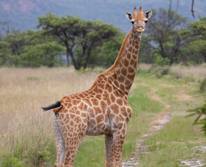 giraffe in the savannah