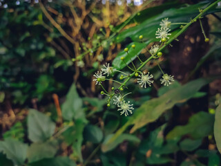 Codiaeum is a genus of plants under the family Euphorbiaceae first described as a genus in 1824. It is native to insular Southeast Asia, northern Australia and Papuasia.