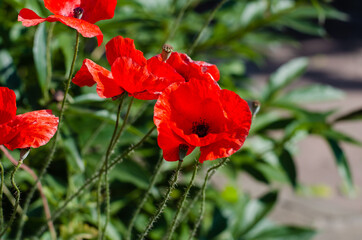 Red poppy flowers. Opium poppy. Flower bed. Opium plantation.