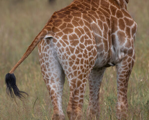 Giraffe Butt