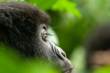 female wild mountain gorilla Virunga park Congo