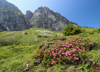 Alpenrose