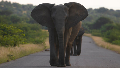 Fototapeta na wymiar elephant in the road