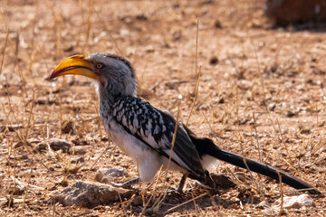 red billed hornbill