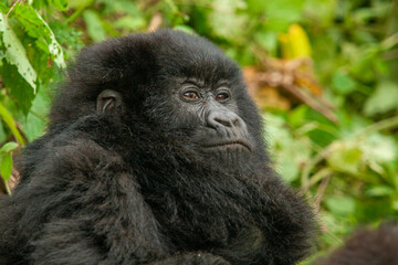 female wild mountain gorilla Virunga park Congo
