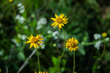 yellow dandelions in the grass