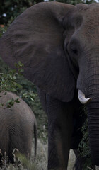 Elephant in the kruger