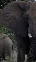 Obraz premium Elephant in the kruger