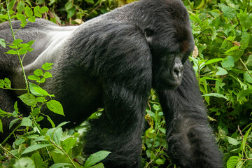 silverback wild mountain gorilla Virunga park Congo © Milano Photo Events