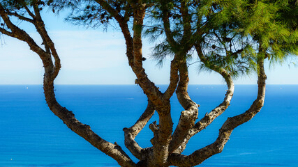 A beautiful tree in front of the Mediterranean Sea.