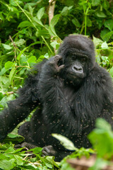 female wild mountain gorilla Virunga park Congo