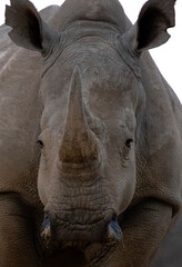 Naklejka premium Rhino in Kruger national park