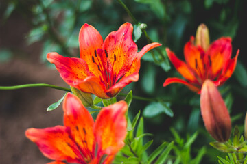 Fototapeta na wymiar Large red lilies in greenery.