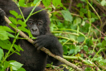 baby wild mountain gorilla Virunga park Congo