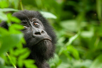 female wild mountain gorilla Virunga park Congo