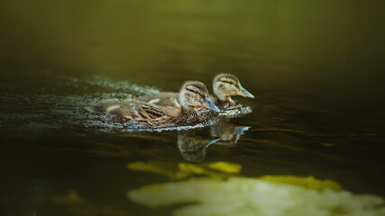 Two cute brown ducklings are swimming along a forest river, in which algae and green leaves of water lilies grow on a summer day. Nature and wild birds.