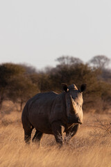 Rhino in Kruger national park