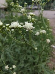 Fototapeta premium white flowers in the garden