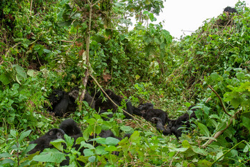 wild mountain gorilla Virunga park Congo