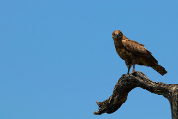 Brown snake eagle