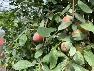 Peach tree with alot of peach fruit hanging on branches close up