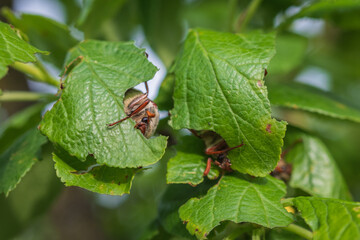 Close-up of two cockchafers sitting and eating on plum tree leaf