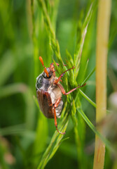 Close-up of cockchafer sitting on the straws of grass in green meadow