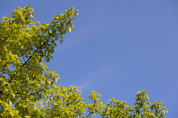 若葉と青空