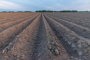 Large agricultural field with furrows running towards on village on the horizon. Single green straw...