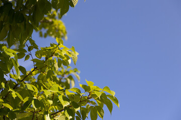 若葉と青空