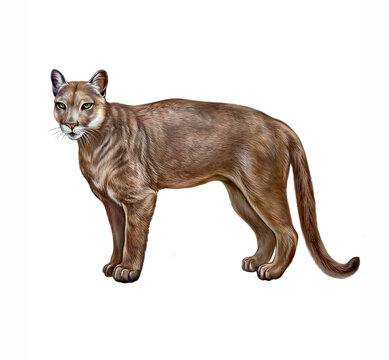 The cougar (Puma concolor)