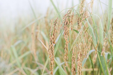 Closed up fresh rice ear in the farm with rain drop over blur foggy nature background in early morning time