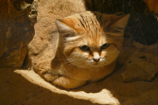 Close Up Of A Sand Dune Cat Or Felis Margarita