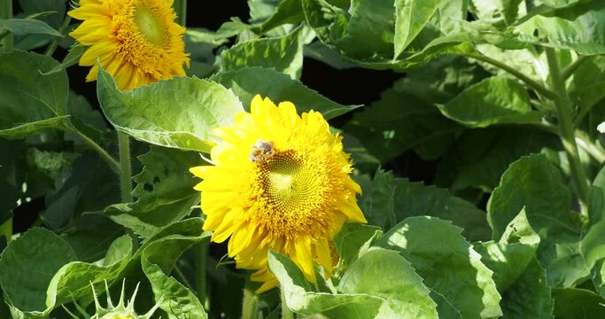 Vid&eacute;o. Fleur de tournesol 'Teddy Bear' nain pompon ou Helianthus annuus en fleur visit&eacute; par un petit bourdon butinant son nectar