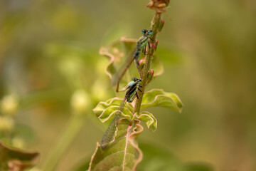 dragonfly on a flower