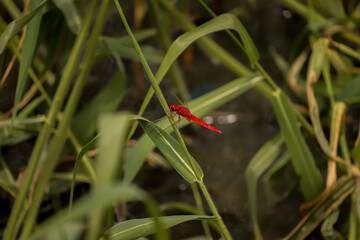 red dragonfly in the grass