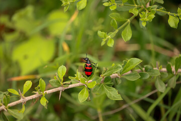 ladybug on a green leaf