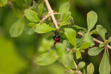 red currant bush
