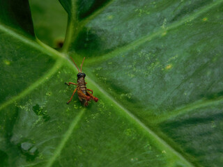 Insecto / Insect