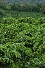 Coffee farm in Latin America, coffee is one of the most important crops for humanities. Coffee makes the world run