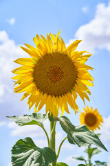Naklejka premium Close-up of a sunflower in a field of sunflowers in summer