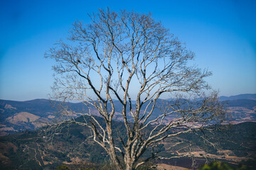 Trees and Falcon